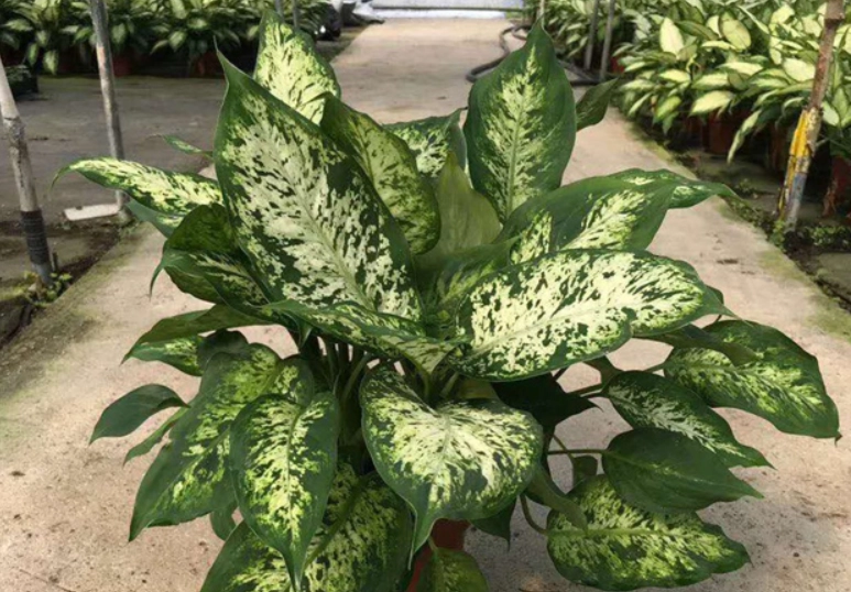 花葉萬年青毒性 花葉萬年青毒性