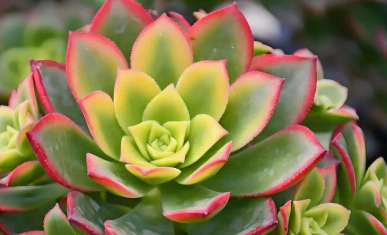 多肉掉葉原因 多肉掉葉原因