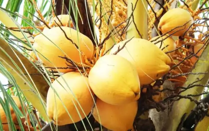 黃椰子葉子枯黃處理