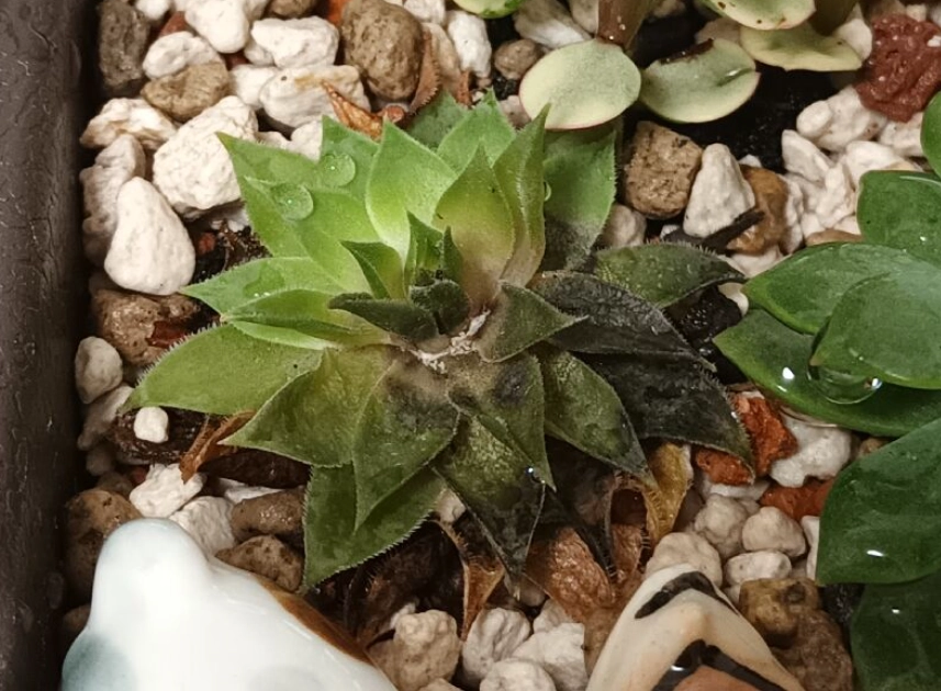 多肉植物變黑