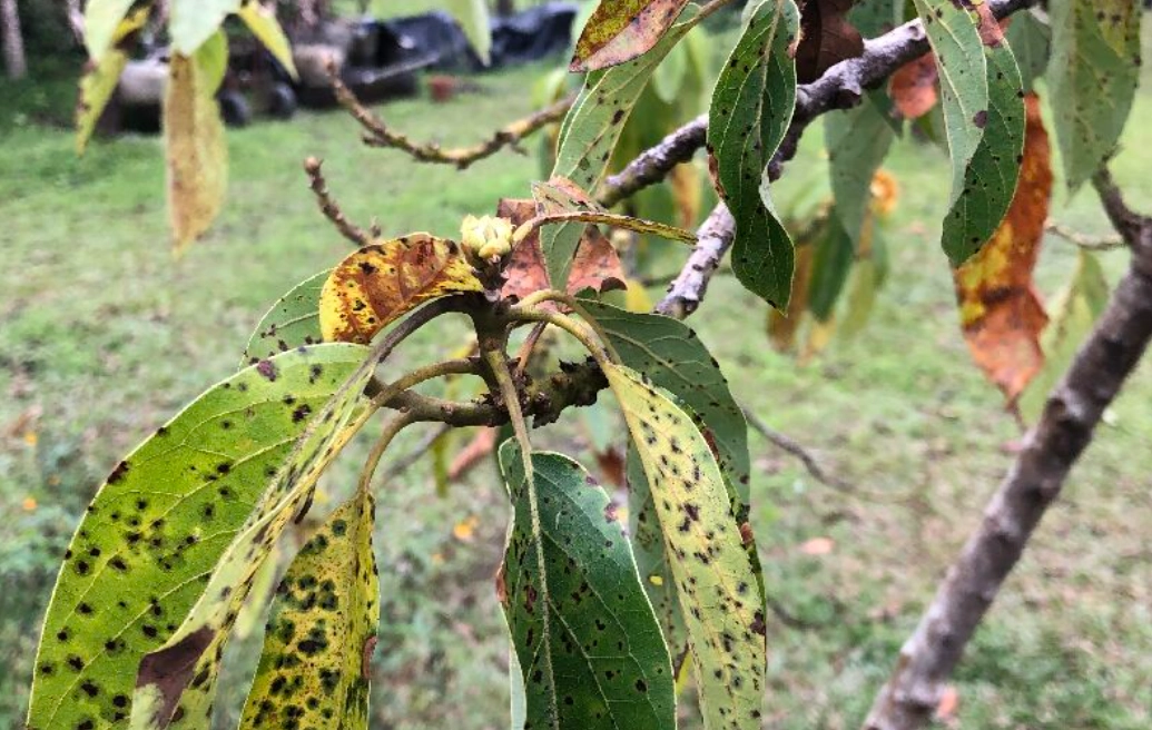 酪梨病蟲害防治