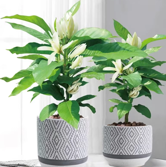 白蘭花盆栽
