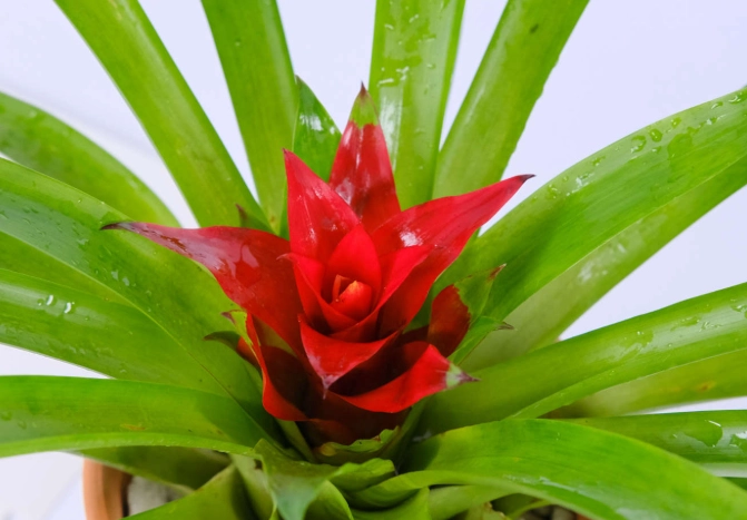 觀賞鳳梨種植方法