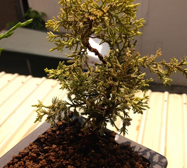 真柏葉子變黃原因