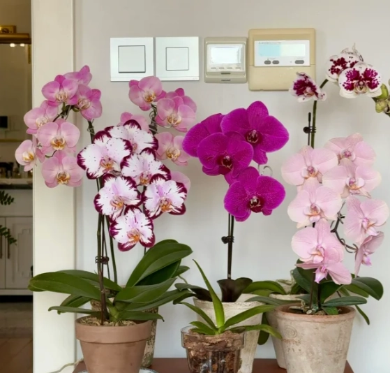 蝴蝶蘭養護方法