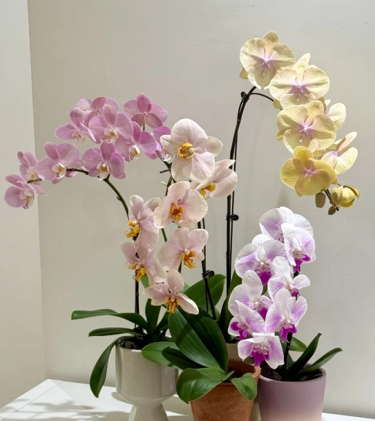 蝴蝶蘭養護方法