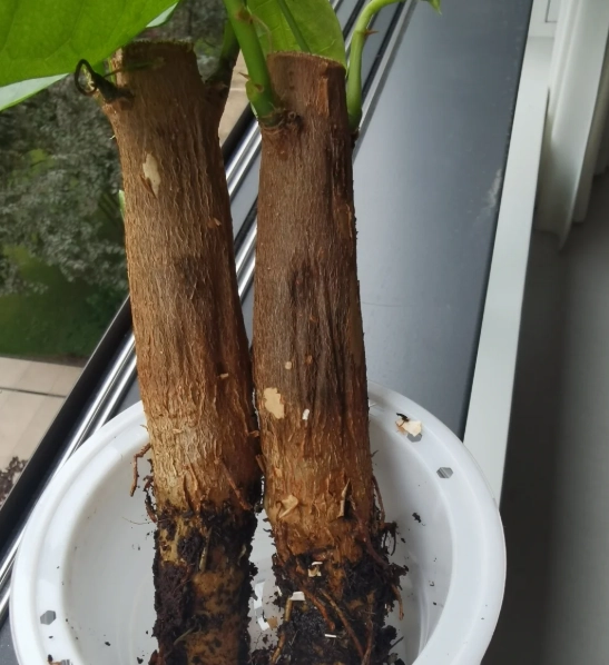 發財樹太濕處理