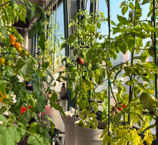 蕃茄室內栽培 蕃茄室內栽培