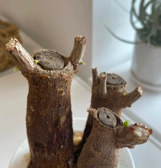 發財樹修剪時間