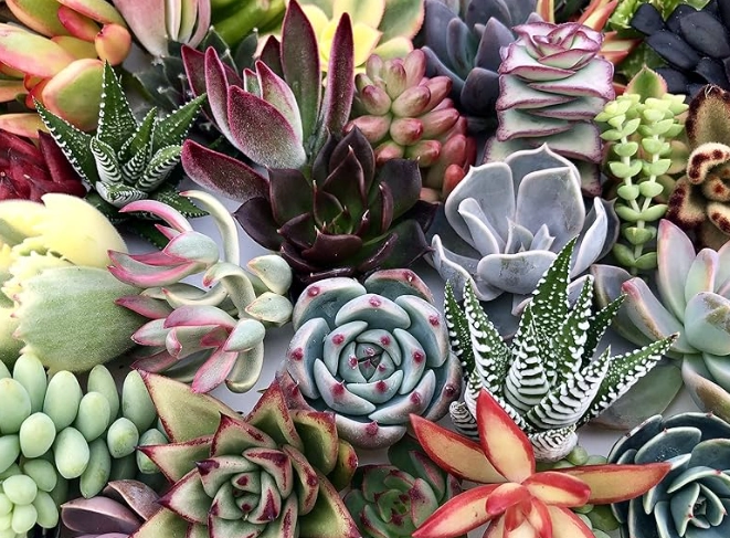 多肉植物照顧技巧