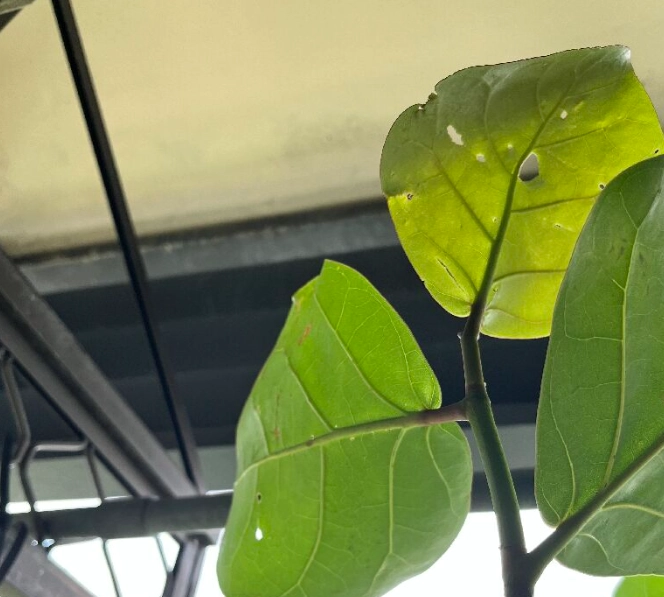 海葡萄葉子受損