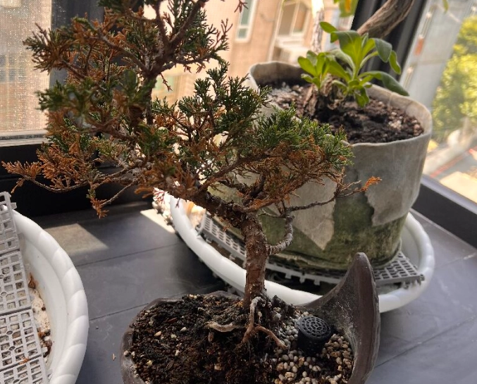 真柏葉子變黃原因