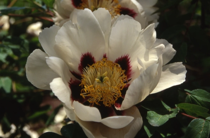 大型室內植物推薦