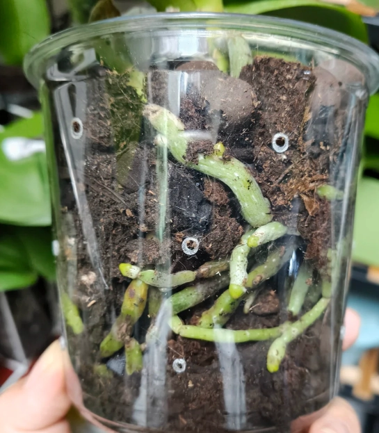 蘭花換盆方法 蘭花換盆方法