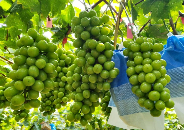 無籽葡萄種植