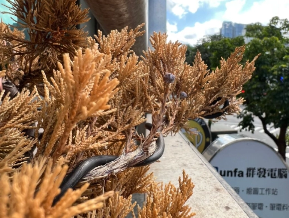 柏樹葉子變黃原因