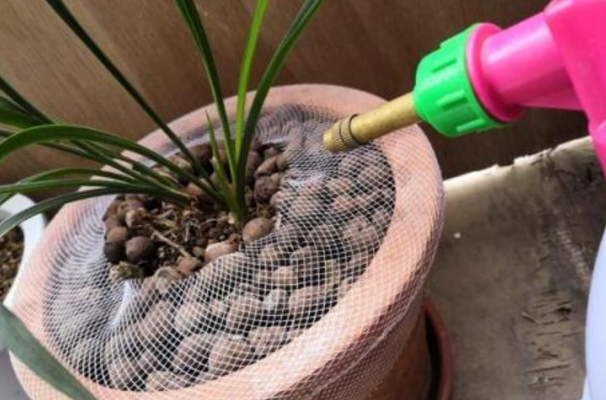 蘭花盆栽澆水方法