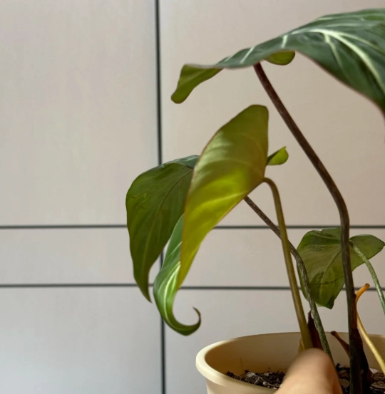 植物葉子捲起來處理