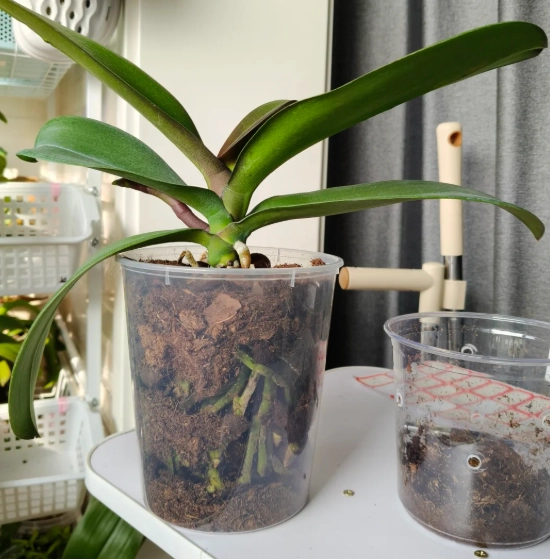 蘭花換盆注意事項 蘭花換盆注意事項