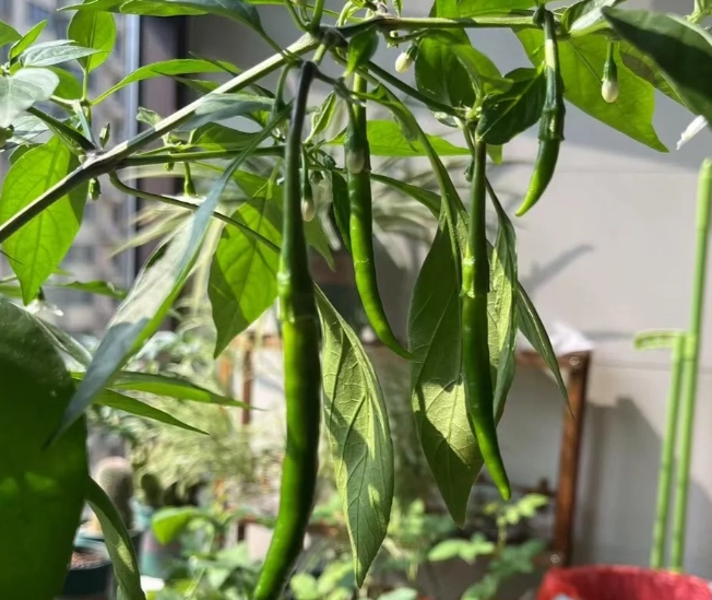 盆栽辣椒照顧 盆栽辣椒照顧