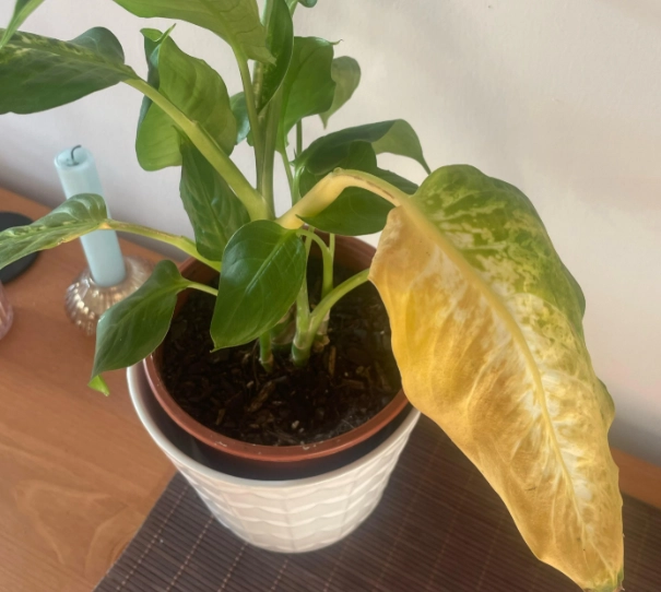 黛粉葉變黃原因