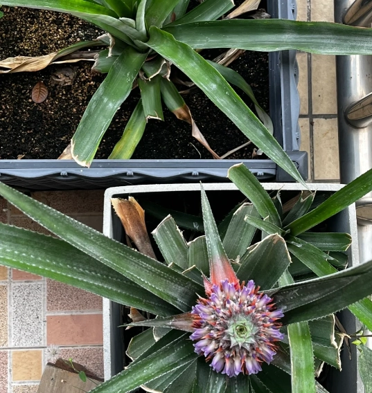 菠蘿花開花促進