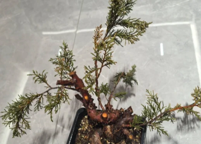 真柏病虫害處理