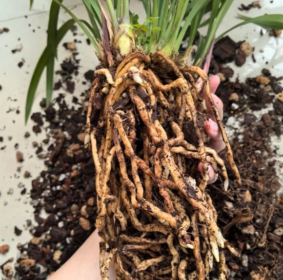 蘭花養護方法 蘭花養護方法