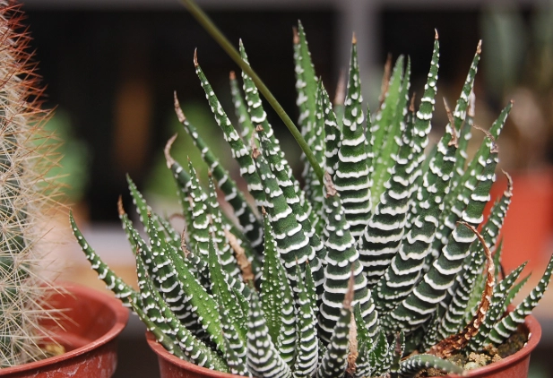 多肉植物品種名稱