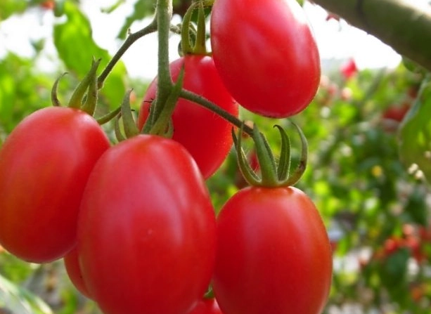 番茄結果問題 番茄結果問題