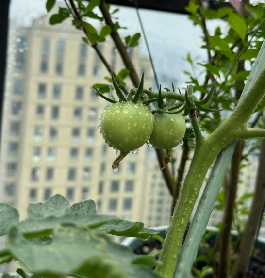 番茄結果問題 番茄結果問題