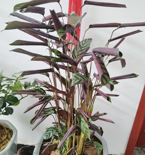 植物葉子捲曲原因