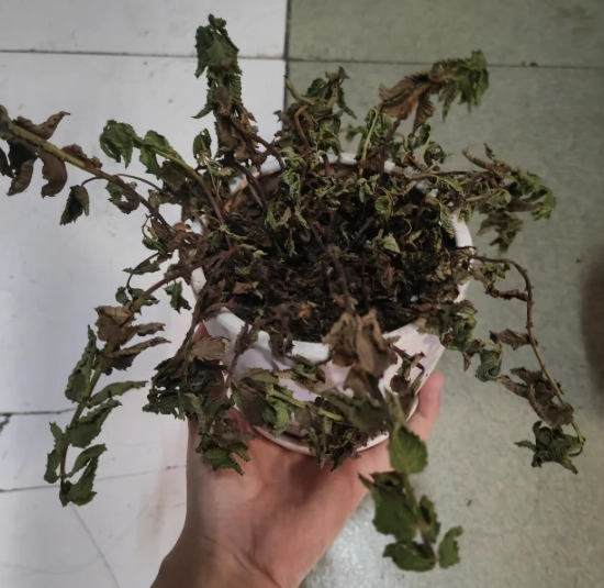 植物枯黃怎麼辦