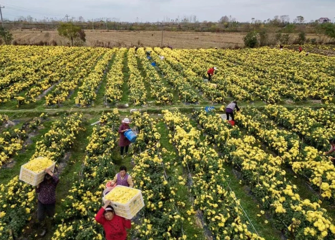 菊花病蟲害防治 菊花病蟲害防治