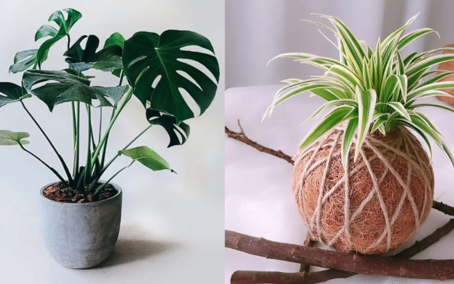 室內耐陰植物推薦 室內耐陰植物推薦