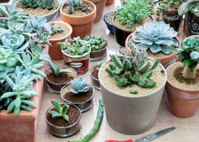 多肉植物養護方法