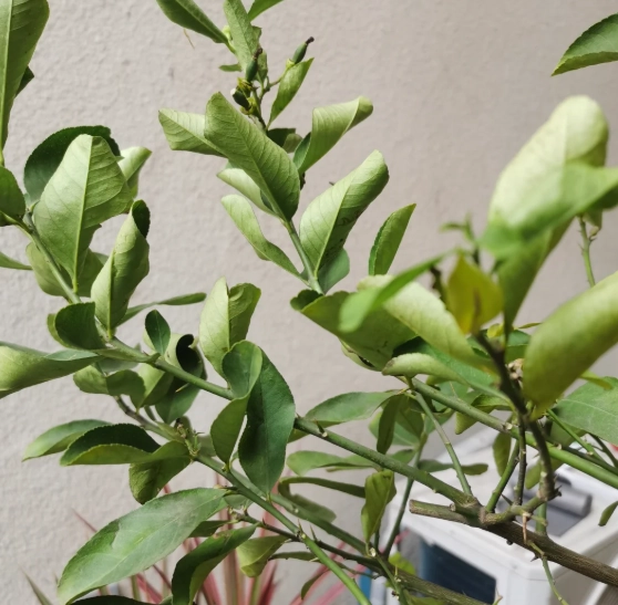 觀葉植物葉子捲曲處理