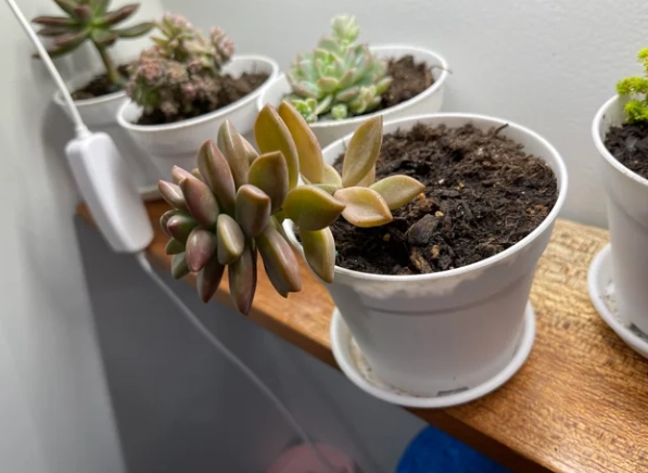 多肉倒了拯救方法