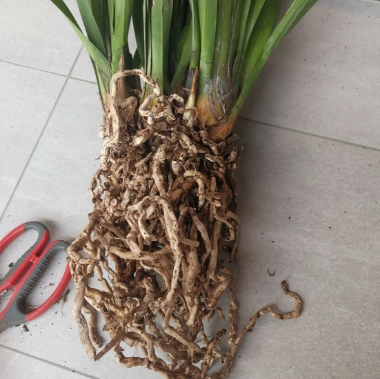 蘭花養護方法 蘭花養護方法