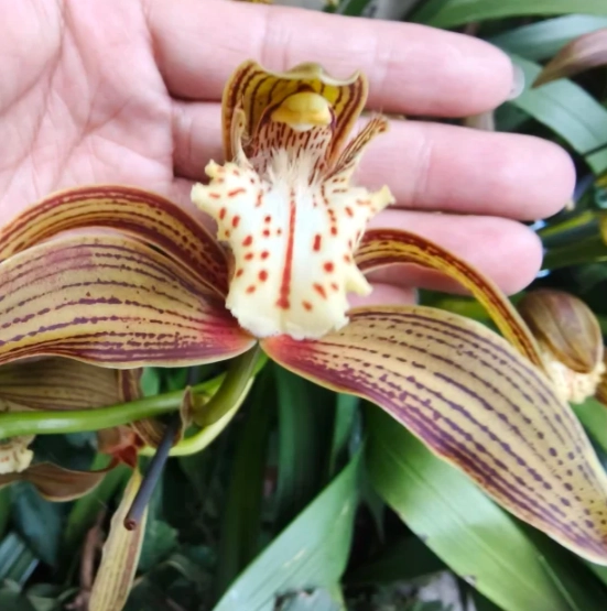 虎尾蘭開花條件