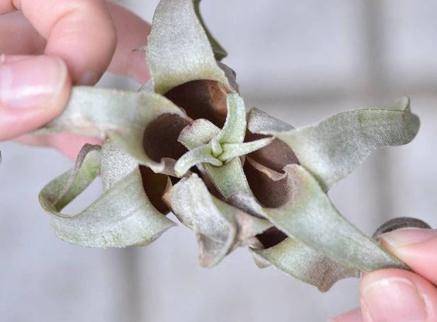 電捲燙空氣鳳梨照顧 電捲燙空氣鳳梨照顧