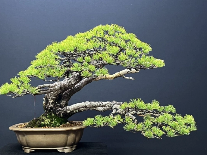 松柏盆栽常見問題