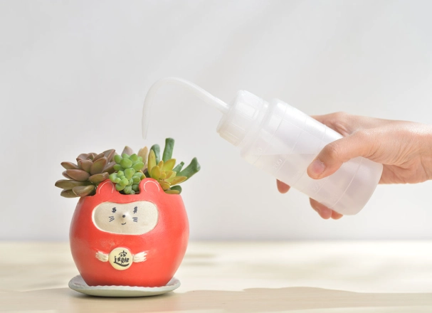多肉換盆澆水