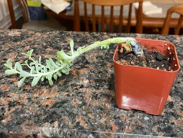 多肉倒了拯救方法