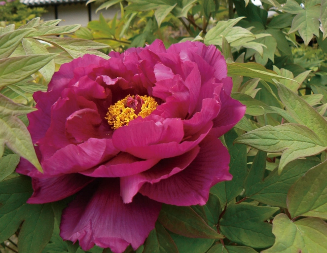 適合室內的大型植物
