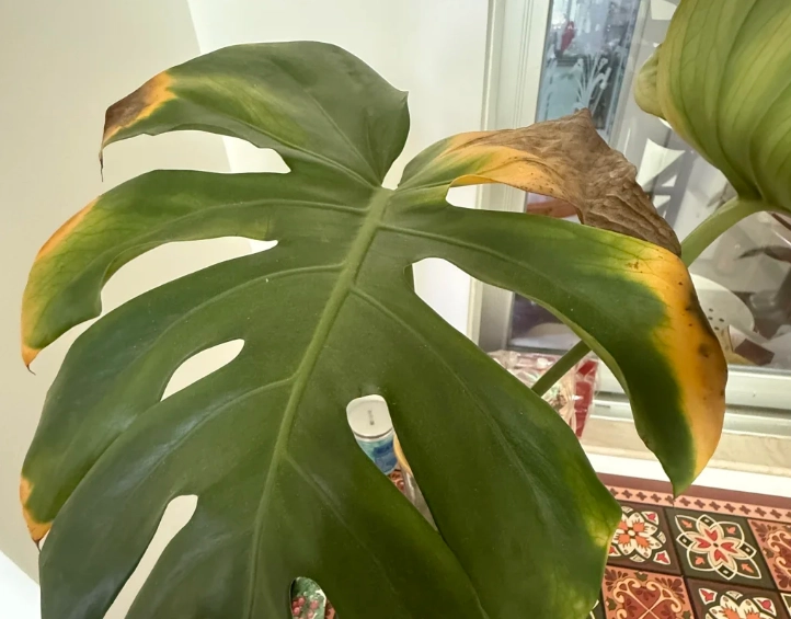 水培植物葉子變黃