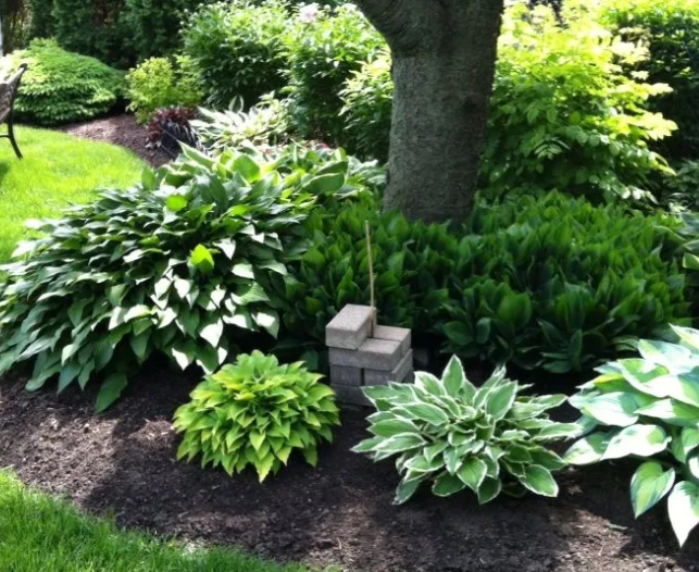 陰影庭院設計 陰影庭院設計