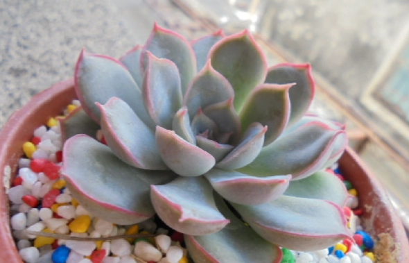 多肉植物品種名稱