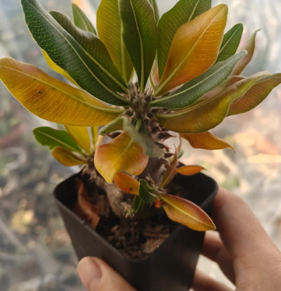 塊根植物黃葉處理