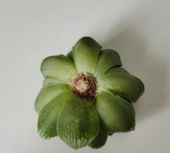 多肉植物救活方法